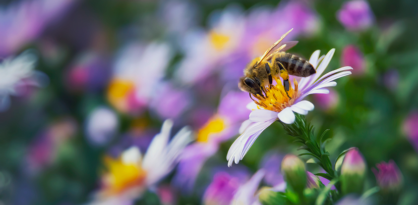 Natur Blomster Bi Nyhedsbrev